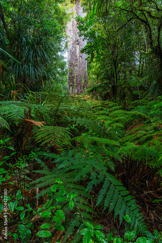 ニュージーランド ワイポウア・カウリ森林保護区にあるカウリ最大のタネ・マフタ