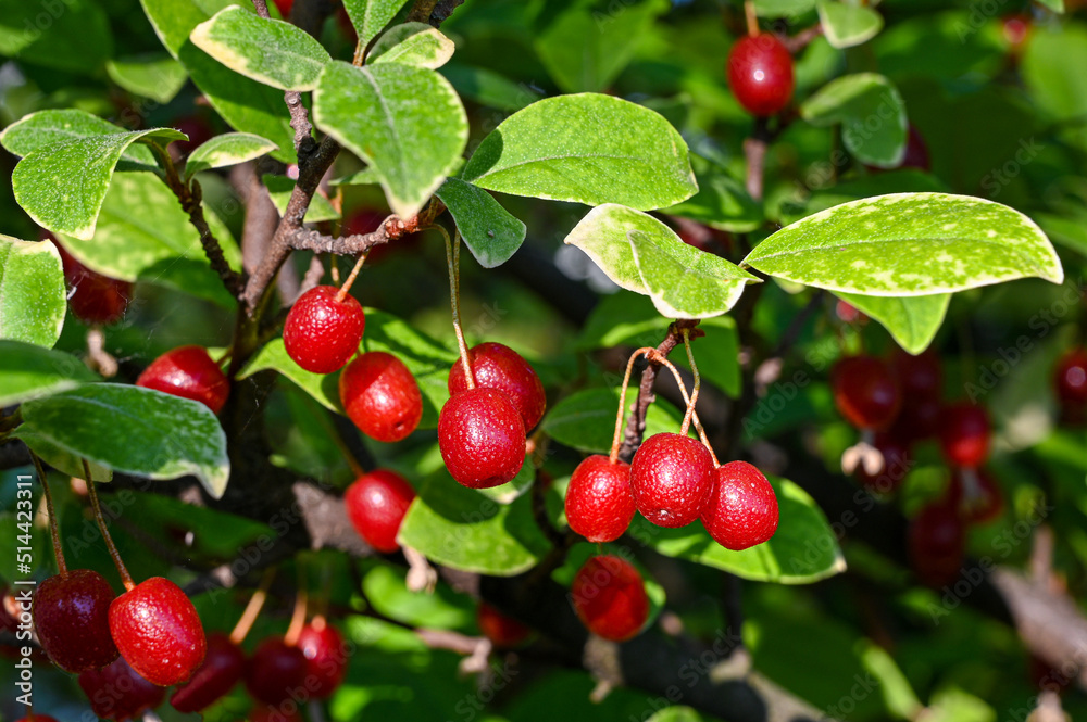 red berries ripen in the garden red berries ripen in the garden