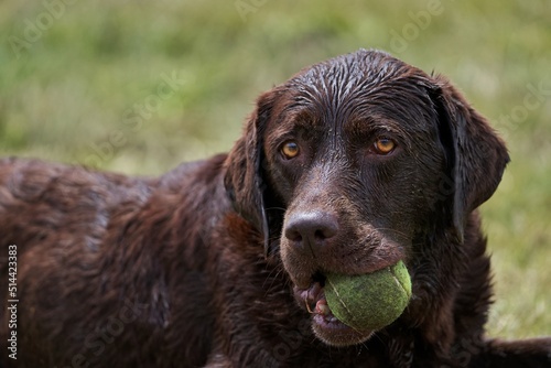 labrador retriever photo