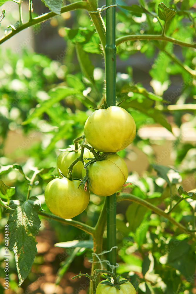 The fruits of a bio tomato plant