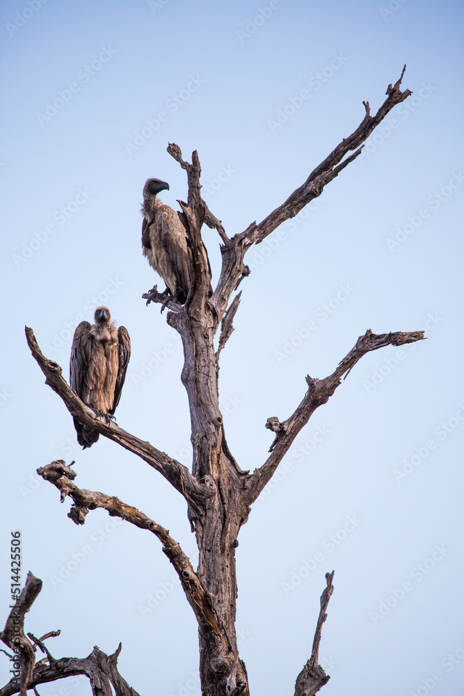 White-backed vultures roosting in a tree over a carcass in the Kruger Park, South Africa White-backed vultures roosting in a tree over a carcass in the Kruger Park, South Africa