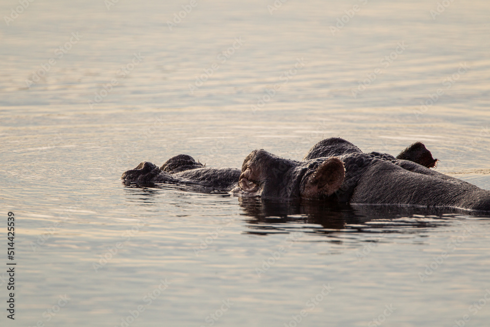 Fototapeta premium Hippos wallowing in a river in the Kruger Park, South Africa