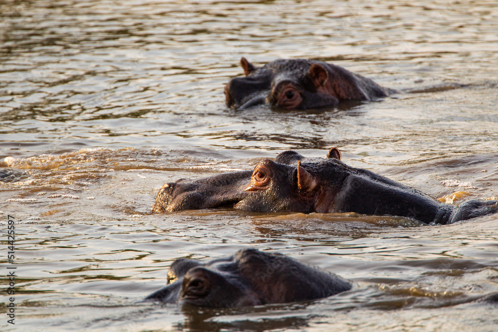 Fototapeta premium Hippos wallowing in a river in the Kruger Park, South Africa