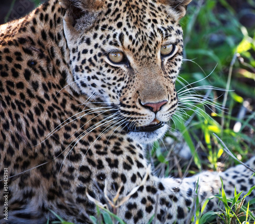 Leopard Looking Away