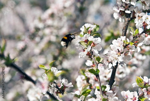 Big beautiful bee is flying along blooming trees in botanic garden © Kat
