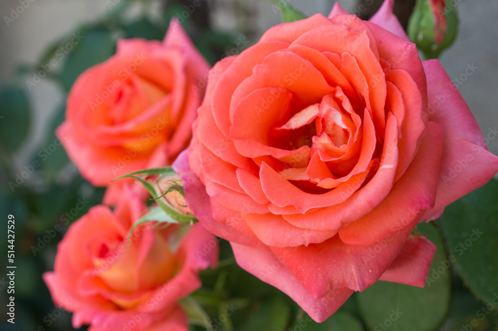 Pink rose flower close-up. For printing on postcards, greetings, mother's day. Pink rose flower close-up. For printing on postcards, greetings, mother's day.