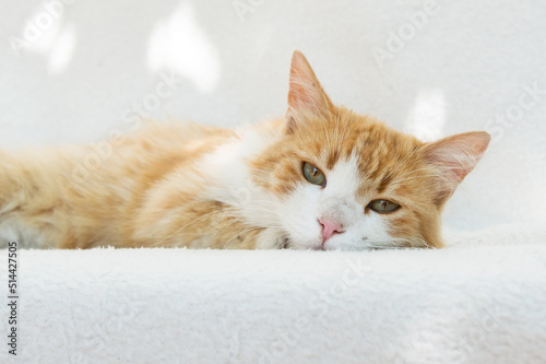 Red fluffy cat lying on a white background. Pet, veterinary clinic, sign, billboard or article for a website about cats.