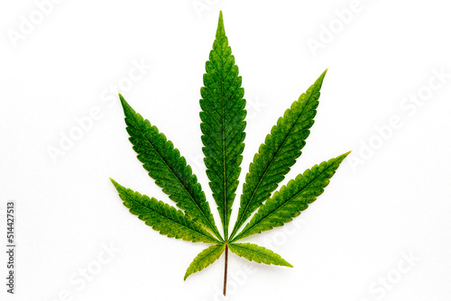 Cannabis is a standoff between a drug and a medicine. Green background of leaves.Close-up young hemp. Medicinal indica with CBD.Green cannabis leaves isolated on white background.