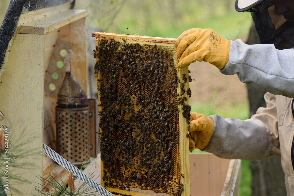 Honey bees on honeycomb, beekeeper at work. Honey bees on honeycomb, beekeeper at work.