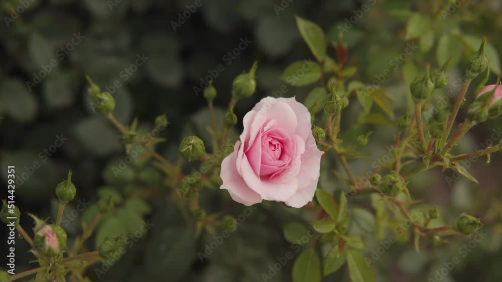Beautiful fresh pink rose in the city. Natural background, close-up. Beautiful fresh pink rose in the city. Natural background, close-up.