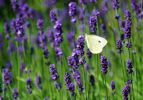 Beautiful white butterfly in a lavender plant © Siegi