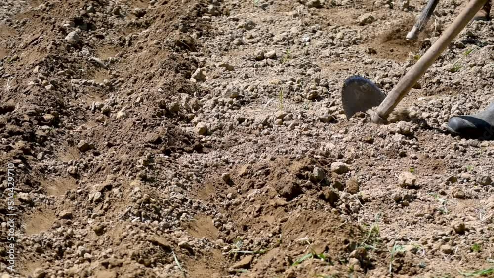 Peasant agitating earth surface with hoe, digging trenches for planting seed and breaking clods of earth Peasant agitating earth surface with hoe, digging trenches for planting seed and breaking clods of earth