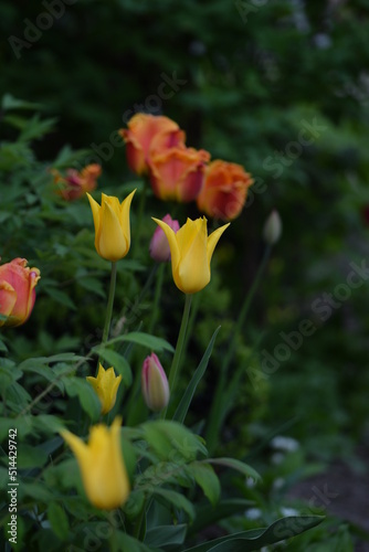 Colorful tulips in garden, mixed tulips background, space for text.