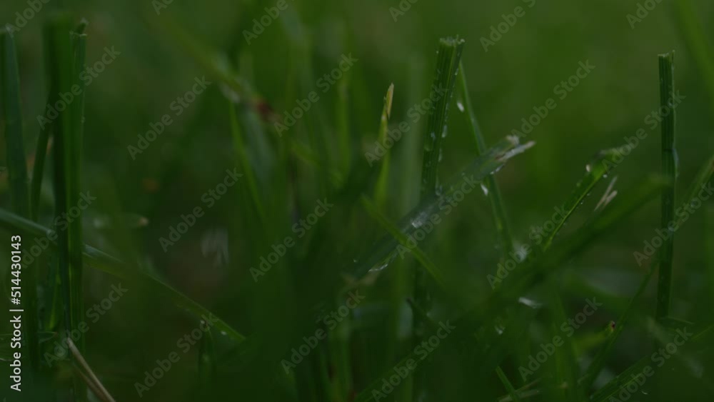 Close Up Of Green Grass In Morning Dew. Beauty In Nature.