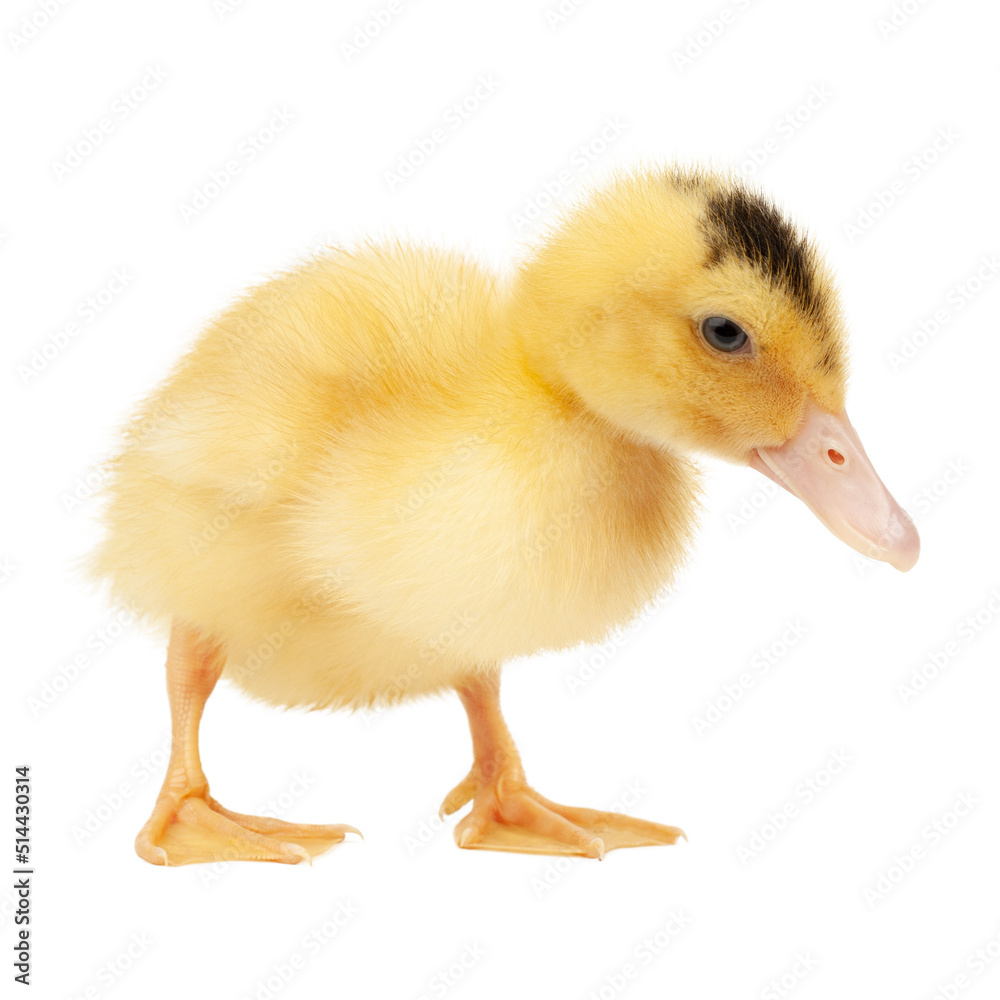 Yellow fluffy mulard duck on a white background. Yellow fluffy mulard duck on a white background.