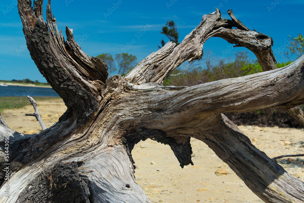 Fallen Tree on nature preserve sandy beach Fallen Tree on nature preserve sandy beach