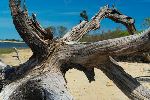 Fallen Tree on nature preserve sandy beach