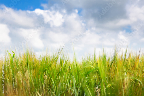 Field of green rye against a blue sky with clouds, selective focus.