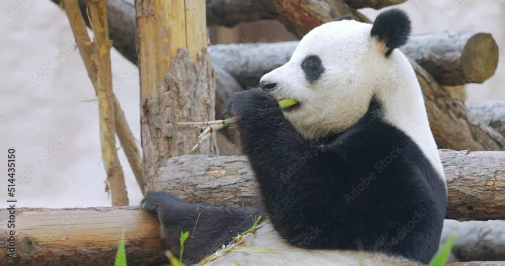 Giant panda (Ailuropoda melanoleuca) also known as the panda bear or simply the panda, is a bear native to south central China.