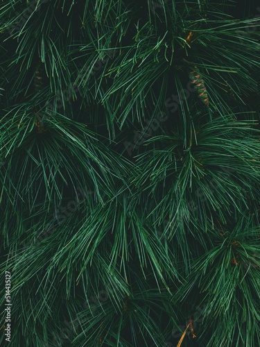 Fototapete Full Frame Shot Of Pine Tree