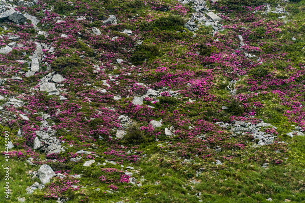 Fototapeta premium Rhododendron on the slopes of Chornohora