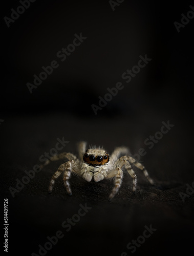 Fotografia, Obraz Close-up Of Spider On Web
