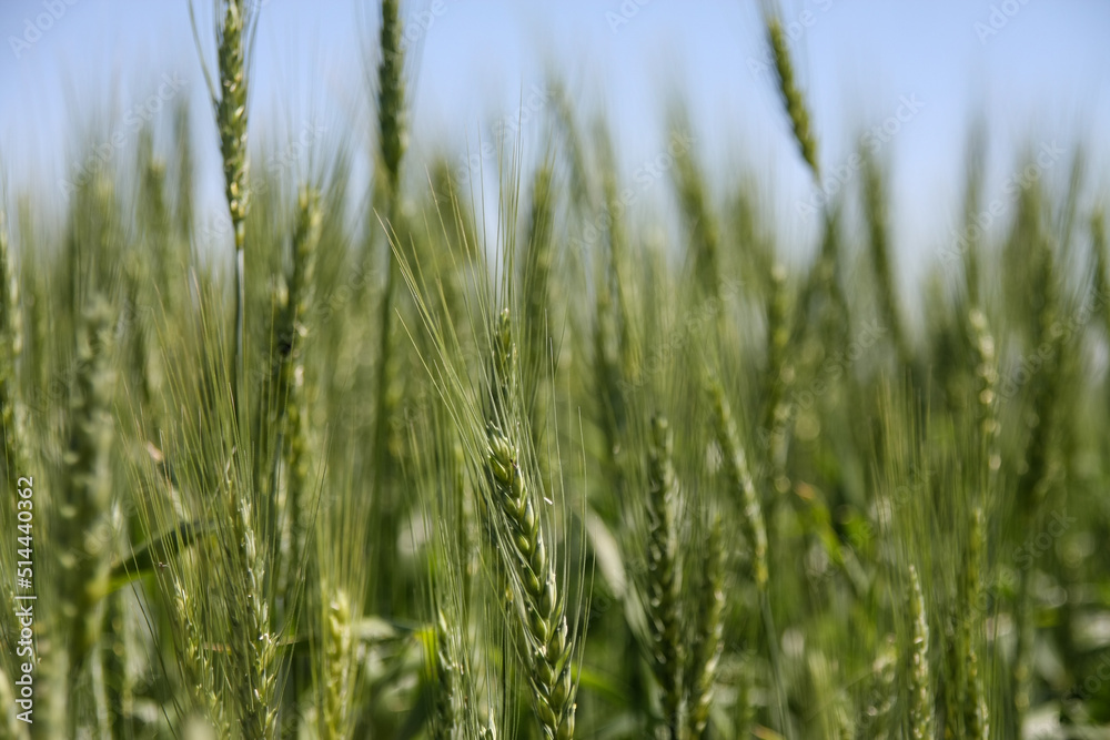 Green wheat field. Green background with wheat. Young green wheat seedlings growing on a field. Agricultural field on which grow immature young cereals, wheat Green wheat field. Green background with wheat. Young green wheat seedlings growing on a field. Agricultural field on which grow immature young cereals, wheat