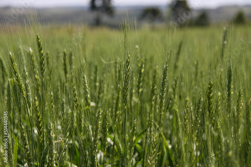 Green wheat field. Green background with wheat. Young green wheat seedlings growing on a field. Agricultural field on which grow immature young cereals, wheat