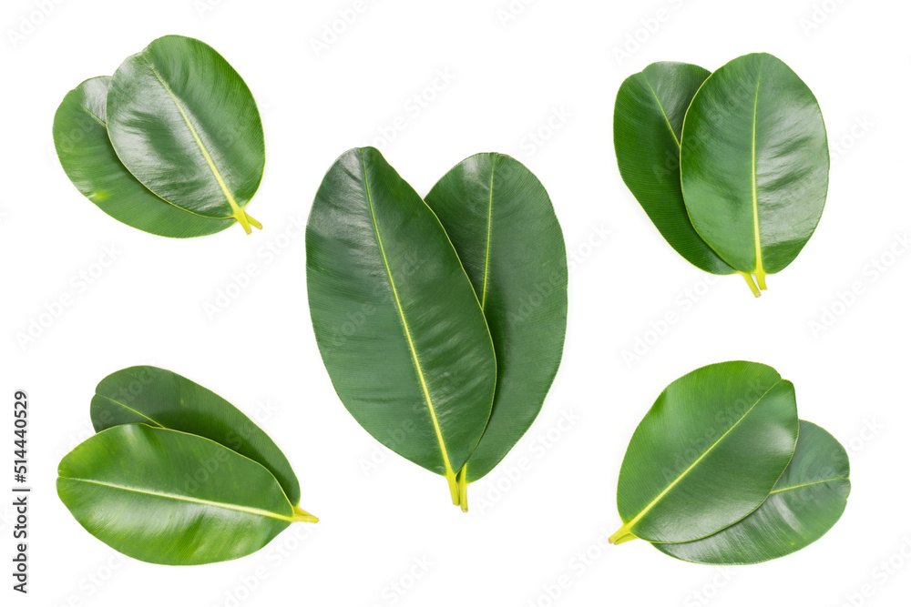 green leaves isolated on a white background green leaves isolated on a white background