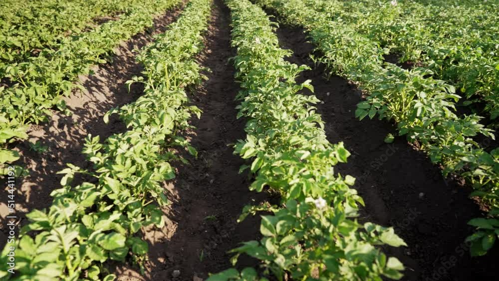 Potato plants bushes growing in rows on farm, vegetable field. Green potatoes, young blooming plants. Agriculture, plantation, industry, summer sunny day. Potato plants bushes growing in rows on farm, vegetable field. Green potatoes, young blooming plants. Agriculture, plantation, industry, summer sunny day.