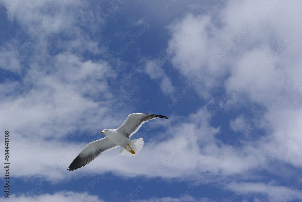 Fototapeta premium Blue sky with clouds and herring gull bird