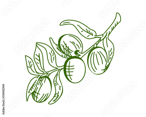Olive branch is hand-drawn. Sketch of olive branch on white background. Retro style.