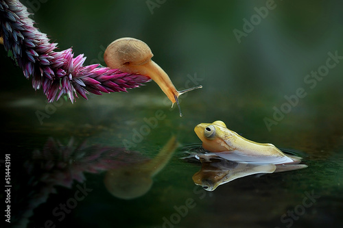 Canvas Print Snails And Frogs