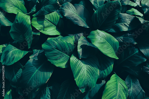 Obraz na płótnie Tropical Foliage Texture Background