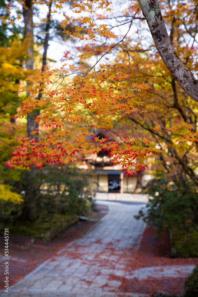 高野山の紅葉