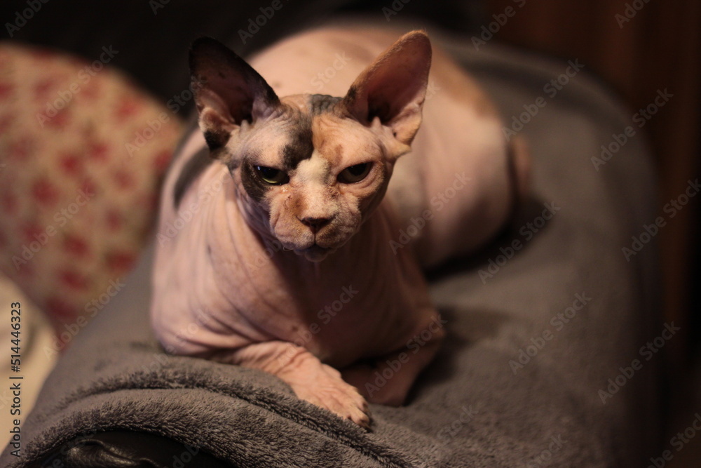 Obraz premium my quiet cat on the sofa