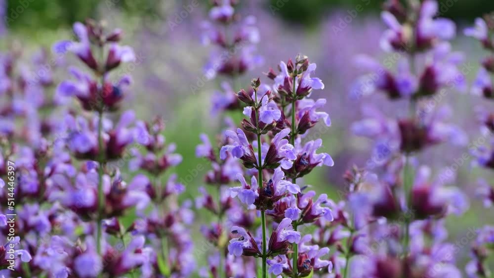 Nice purple summer flowers on field at sunny day, macro nature and flora 4k video Nice purple summer flowers on field at sunny day, macro nature and flora 4k video