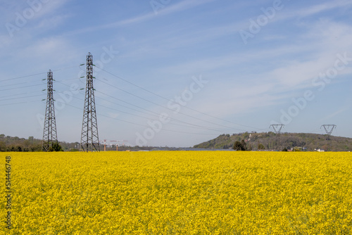poteaux électriques au-dessus d'un champ de colza de couleur jaune photo