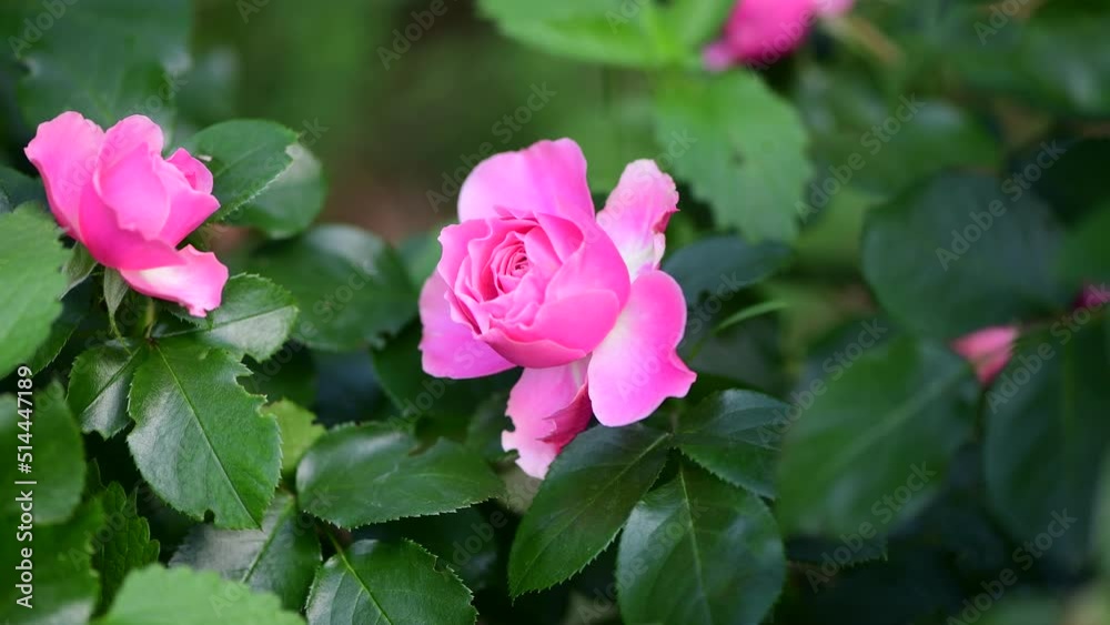 Nice big rose flowers with bokeh nature flora gardening macro 4k video, summer blooming and relax Nice big rose flowers with bokeh nature flora gardening macro 4k video, summer blooming and relax