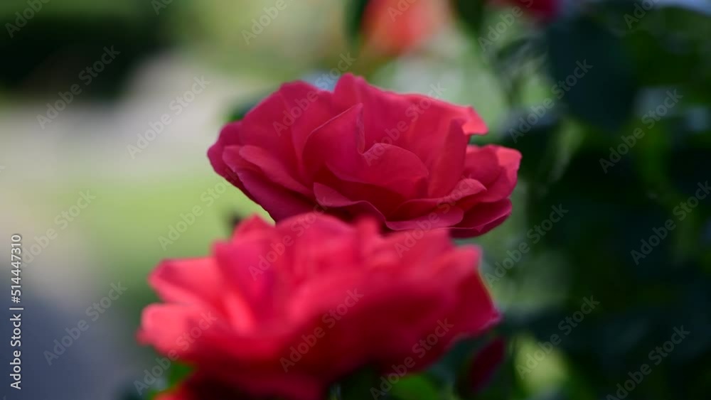 Nice big rose flowers with bokeh nature flora gardening macro 4k video, summer blooming and relax Nice big rose flowers with bokeh nature flora gardening macro 4k video, summer blooming and relax