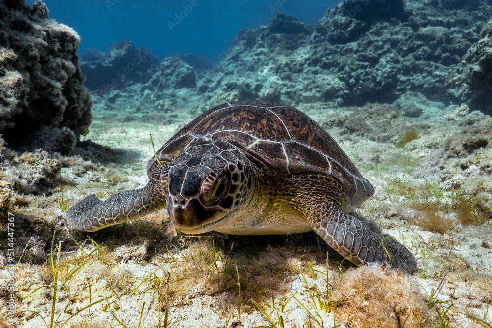 Fototapeta premium Grazing green sea turtle from Cyprus - Chelonia mydas