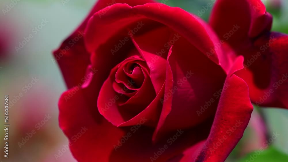 Nice big rose flowers with bokeh nature flora gardening macro 4k video, summer blooming and relax Nice big rose flowers with bokeh nature flora gardening macro 4k video, summer blooming and relax
