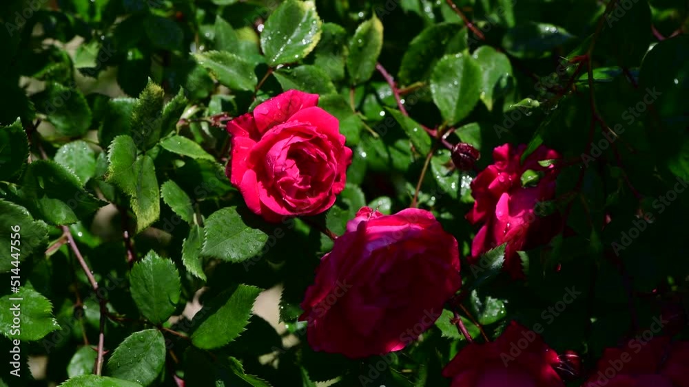 Nice big rose flowers with bokeh nature flora gardening macro 4k video, summer blooming and relax Nice big rose flowers with bokeh nature flora gardening macro 4k video, summer blooming and relax