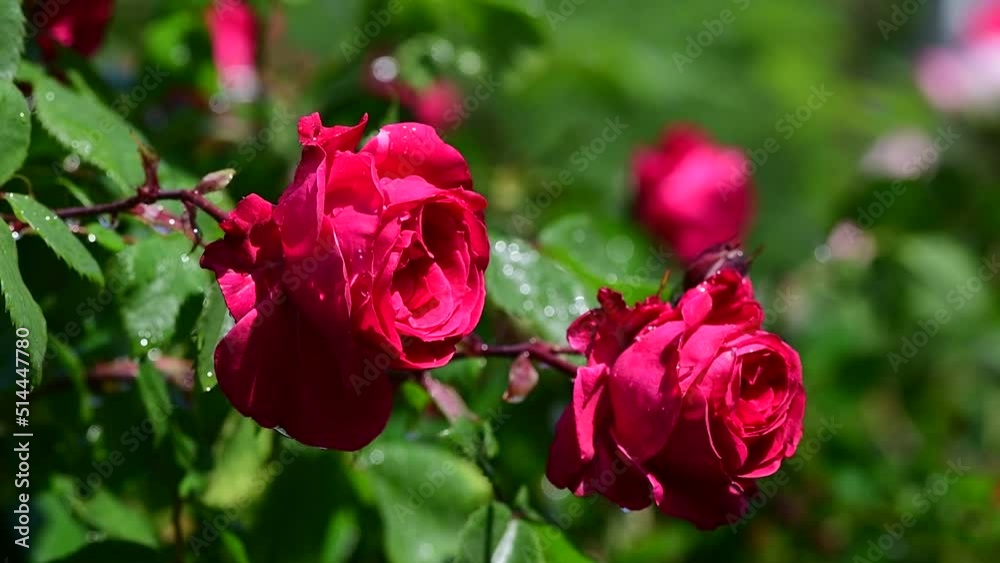Nice big rose flowers with bokeh nature flora gardening macro 4k video, summer blooming and relax Nice big rose flowers with bokeh nature flora gardening macro 4k video, summer blooming and relax