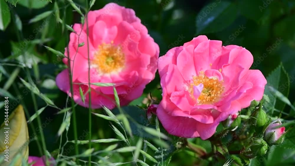 Nice big rose flowers with bokeh nature flora gardening macro 4k video, summer blooming and relax Nice big rose flowers with bokeh nature flora gardening macro 4k video, summer blooming and relax