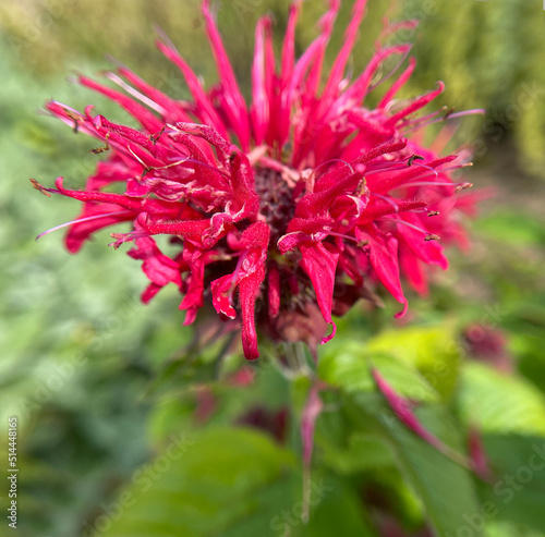 Indian nettle, monarda, didyma photo