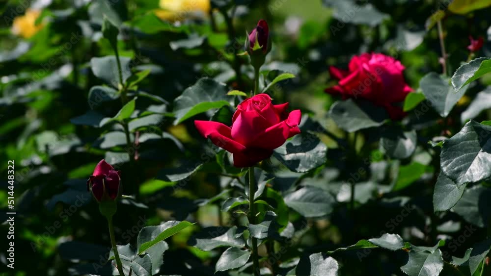 Nice big rose flowers with bokeh nature flora gardening macro 4k video, summer blooming and relax Nice big rose flowers with bokeh nature flora gardening macro 4k video, summer blooming and relax