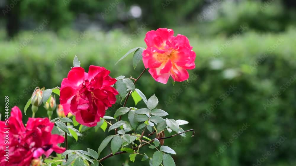 Nice big rose flowers with bokeh nature flora gardening macro 4k video, summer blooming and relax Nice big rose flowers with bokeh nature flora gardening macro 4k video, summer blooming and relax