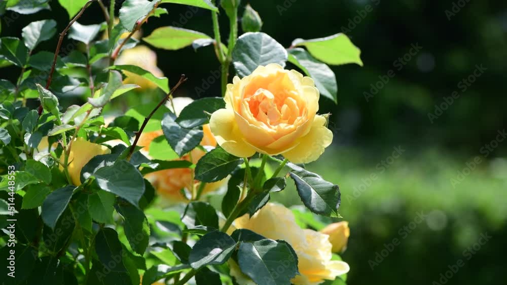 Nice big rose flowers with bokeh nature flora gardening macro 4k video, summer blooming and relax Nice big rose flowers with bokeh nature flora gardening macro 4k video, summer blooming and relax