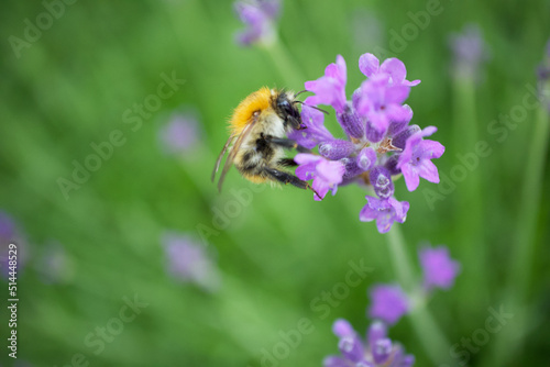 Wild bee sucking drinking nectar Lavender, Wildbiene saugt Necktar am Lavendel